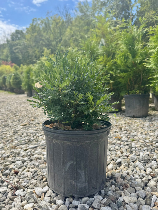 Green Gem Boxwood