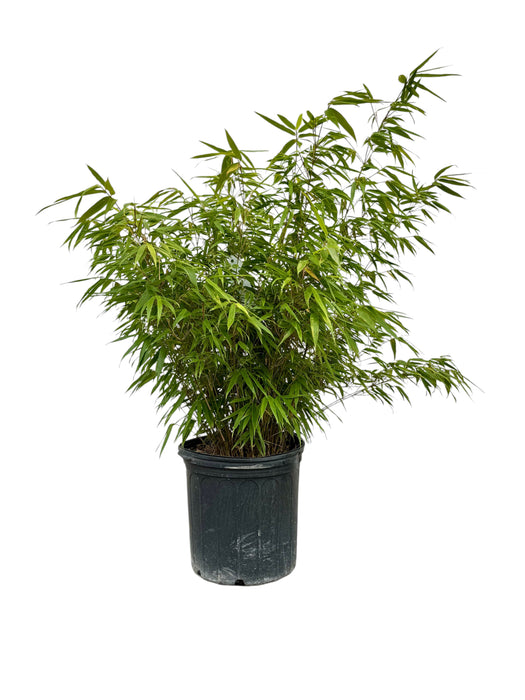 Green Panda Clumping Bamboo