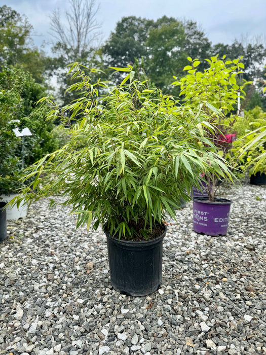 Green Panda Clumping Bamboo