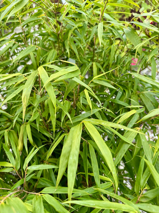 Green Panda Clumping Bamboo
