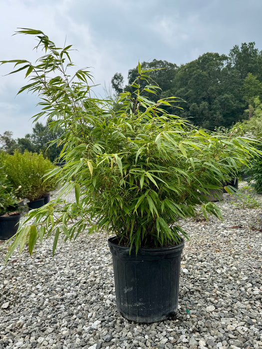 Green Panda Clumping Bamboo