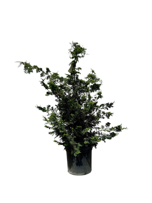Green Slender Hinoki False Cypress
