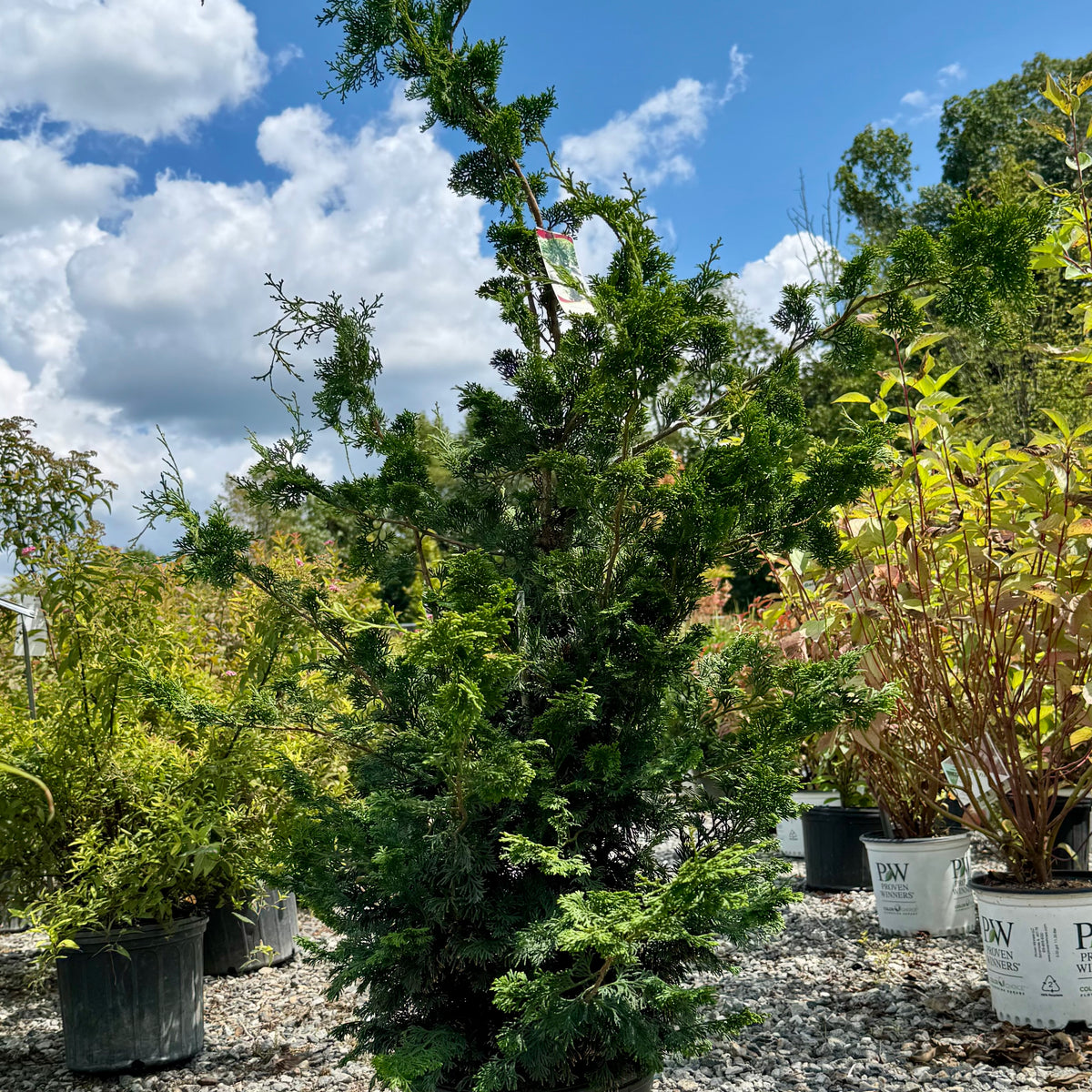 hinoki plant Green Slender Hinoki False Cypress For Sale Online! — Gardens of the World