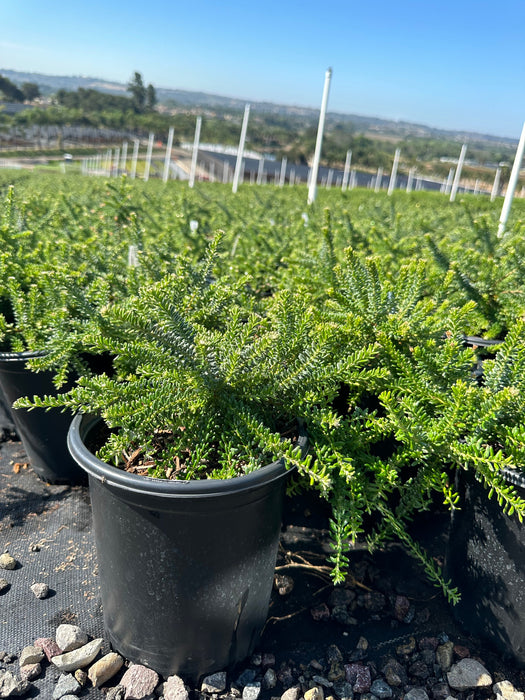 Coastal Gem Woolly Grevillea