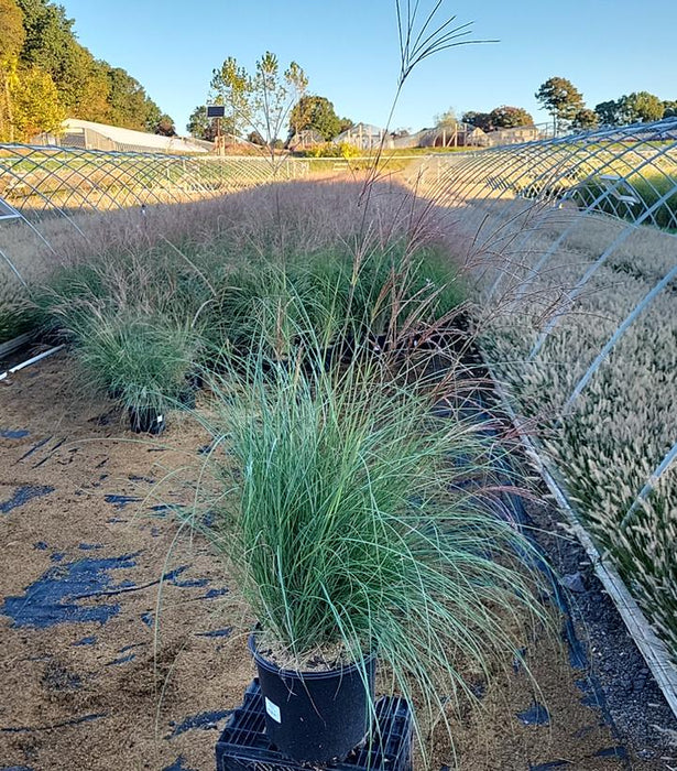 Adagio Dwarf Maiden Grass