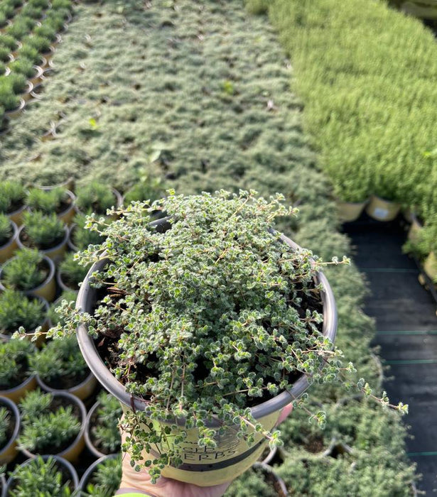 Woolly Thyme
