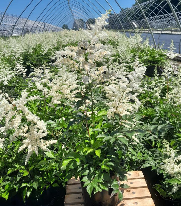 Bridal Veil Astilbe