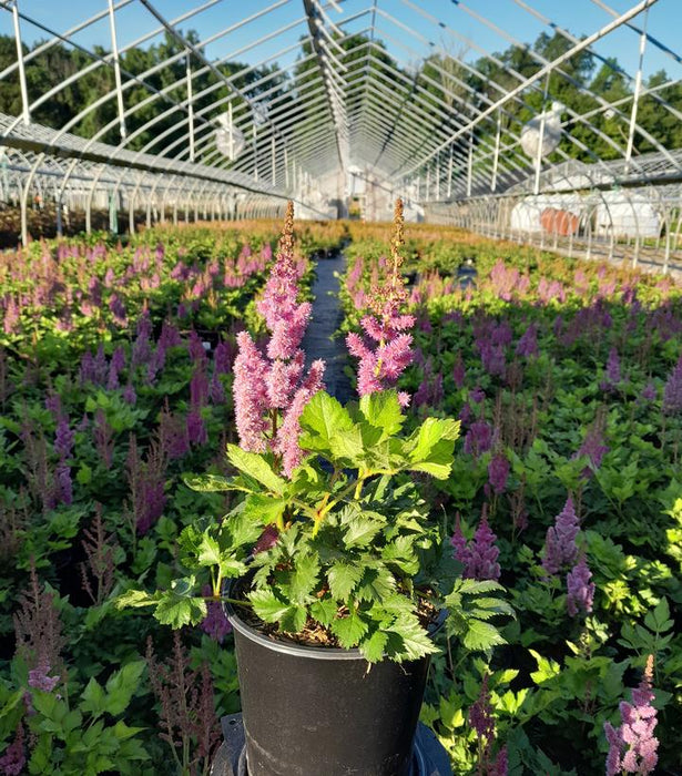 Visions Astilbe