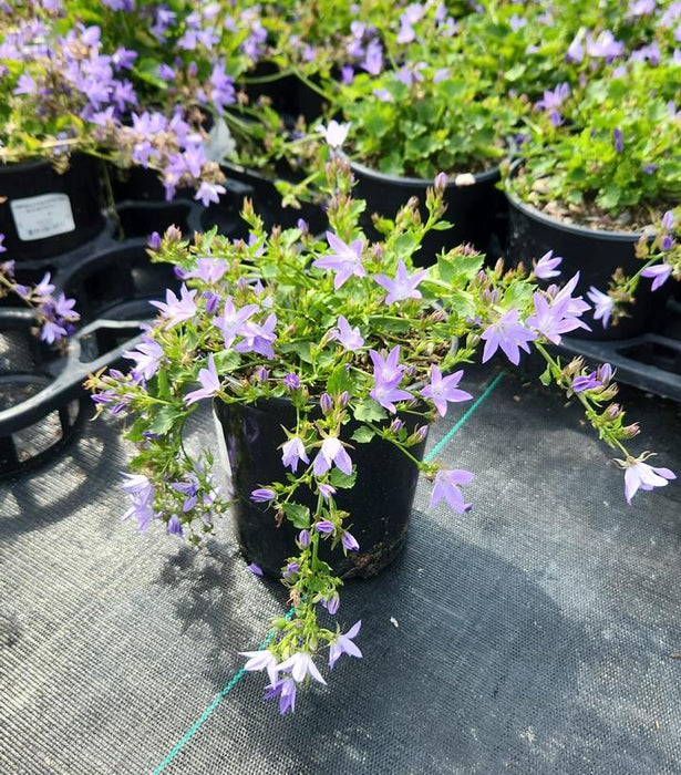 Blue Waterfall Bellflower