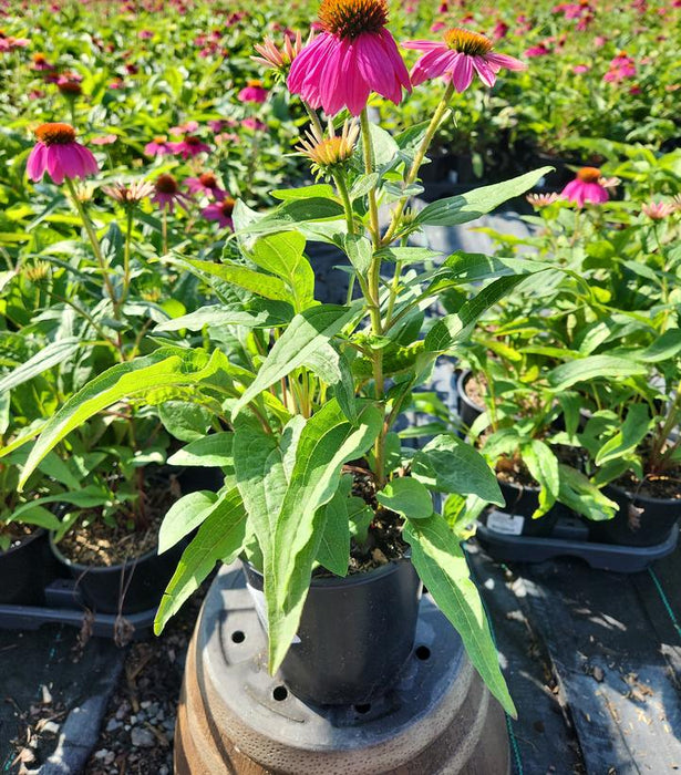 Pow Wow® Wild Berry Coneflower