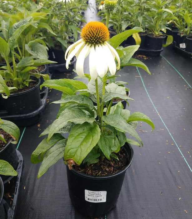 White Swan Coneflower