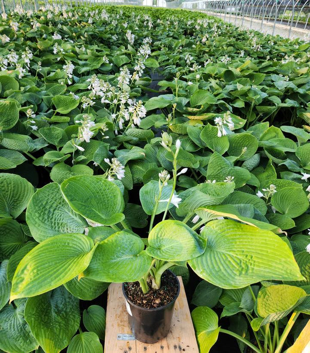 Elegans Hosta