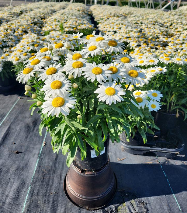 Snowcap Shasta Daisy