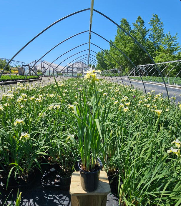 Butter & Sugar Siberian Iris