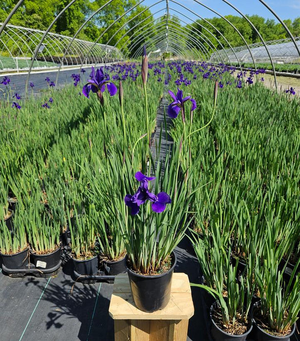 Caesar's Brother Siberian Iris