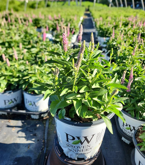 Magic Show Pink Potion Spike Veronica