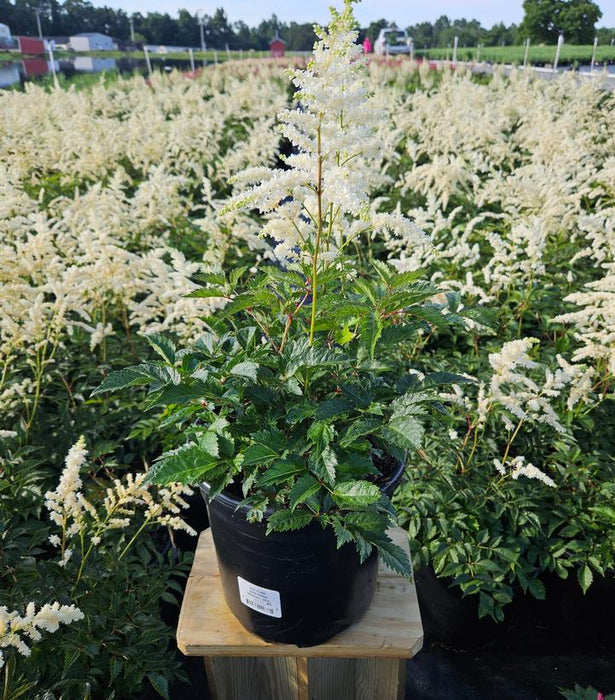 Bridal Veil Astilbe