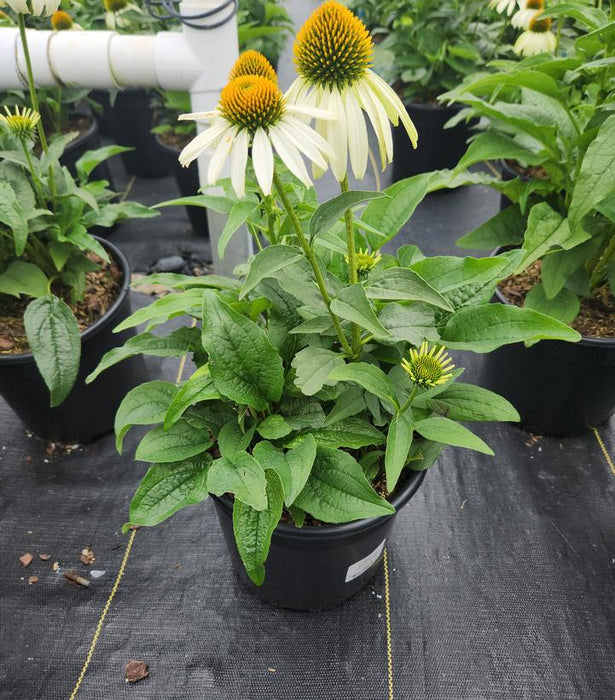 White Swan Coneflower