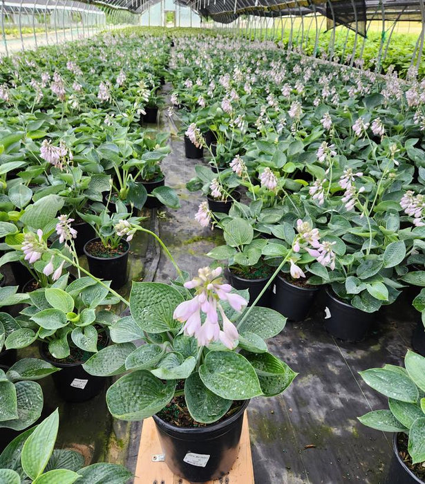 Big Daddy Hosta