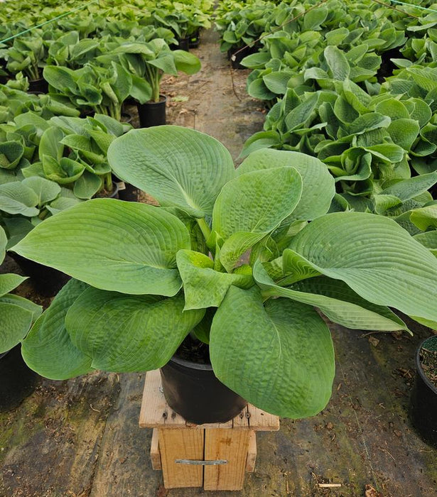 Elegans Hosta