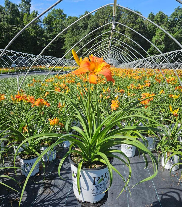 Rainbow Rhythm® Primal Scream Daylily