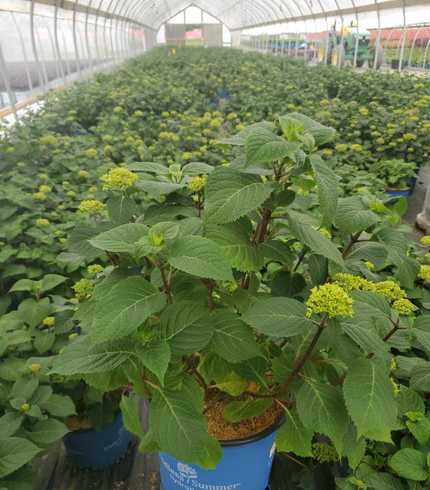 Endless Summer® Summer Crush® Hydrangea