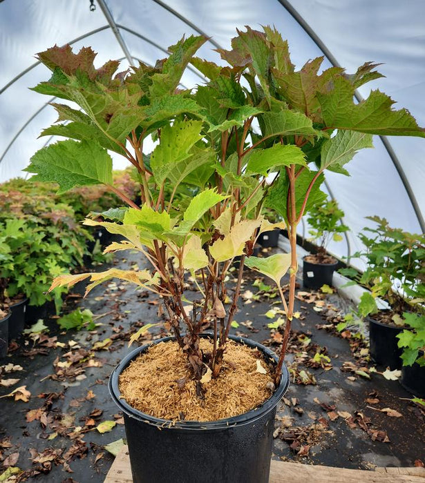 Snow Queen Oak Leaf Hydrangea