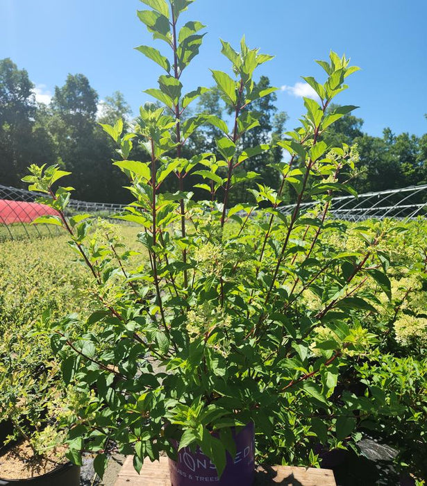 Vanilla Strawberry™ Panicle Hydrangea