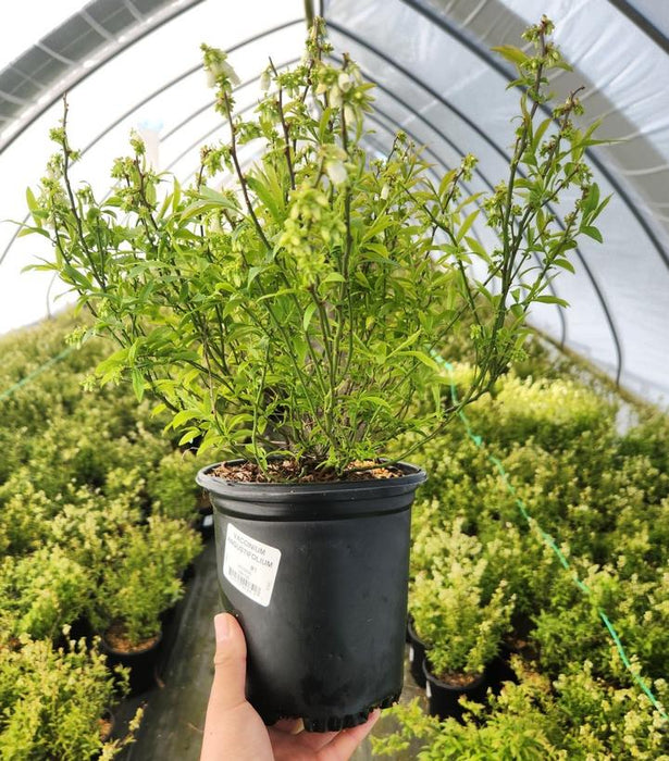 Lowbush Blueberry Bush