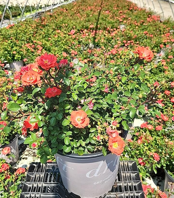 Coral Drift® Rose