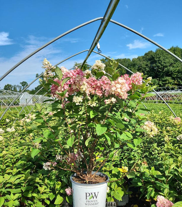 Fire Light® Panicle Hydrangea