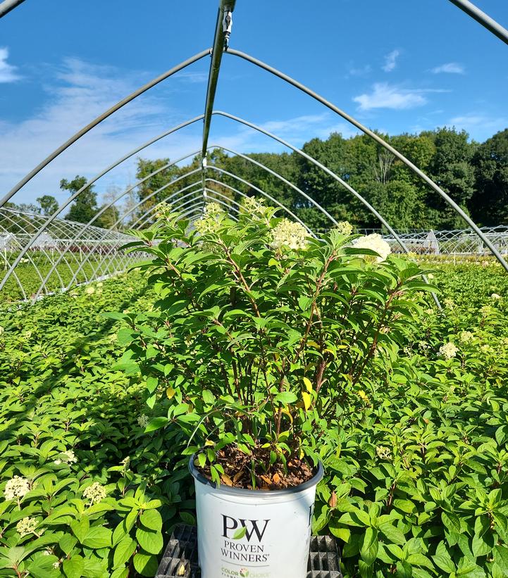 Bobo® Panicle Hydrangea