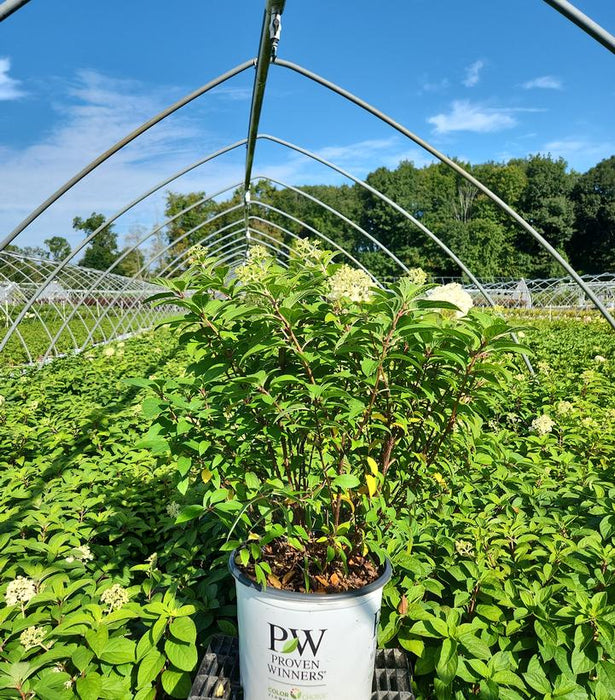 Bobo® Panicle Hydrangea