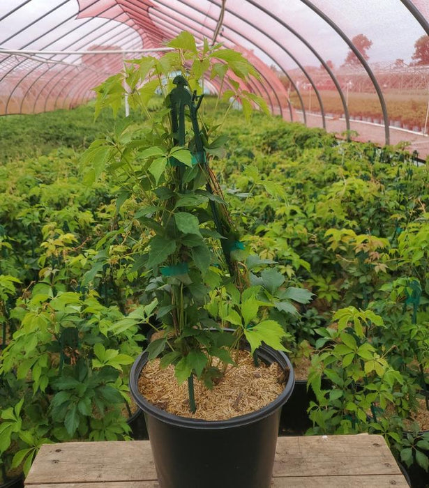 Virginia Creeper