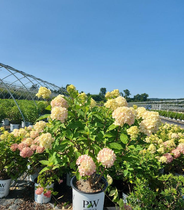 Little Lime® Panicle Hydrangea