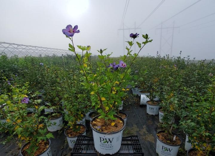 Azurri Satin Blue Rose of Sharon