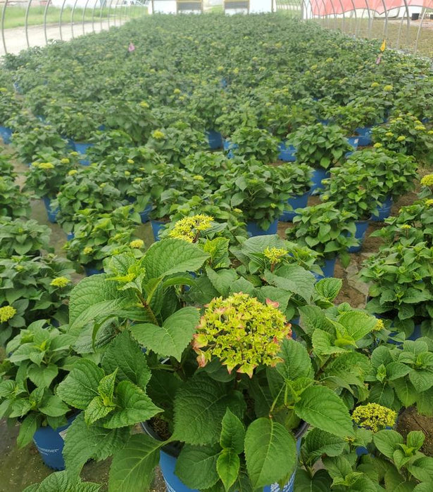 Endless Summer® Summer Crush® Hydrangea