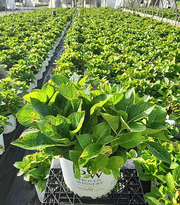 Let's Dance Blue Jangles Hydrangea