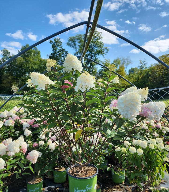 Bobo® Panicle Hydrangea