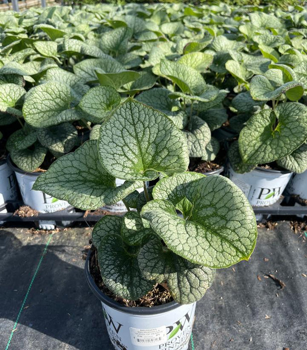 Queen of Hearts Brunnera