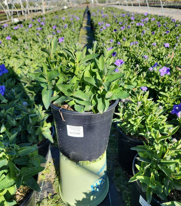 Astra Blue Dwarf Balloon Flower