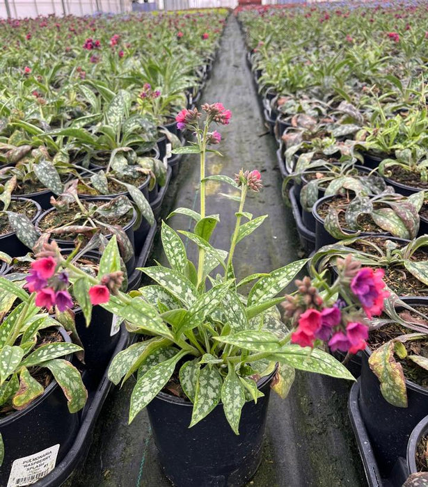 Raspberry Splash Lungwort
