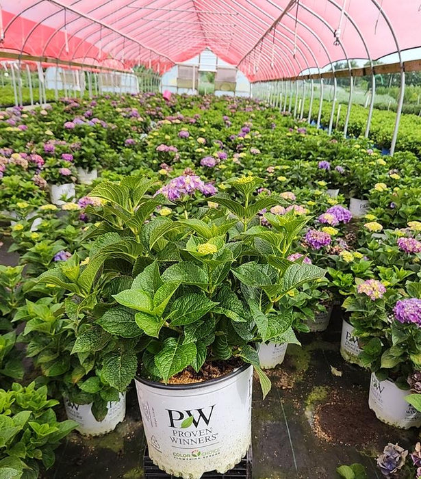 Let's Dance Big Band® Hydrangea