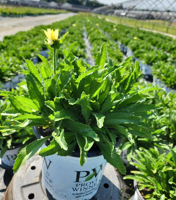 Amazing Daisies® Banana Cream II Shasta Daisy