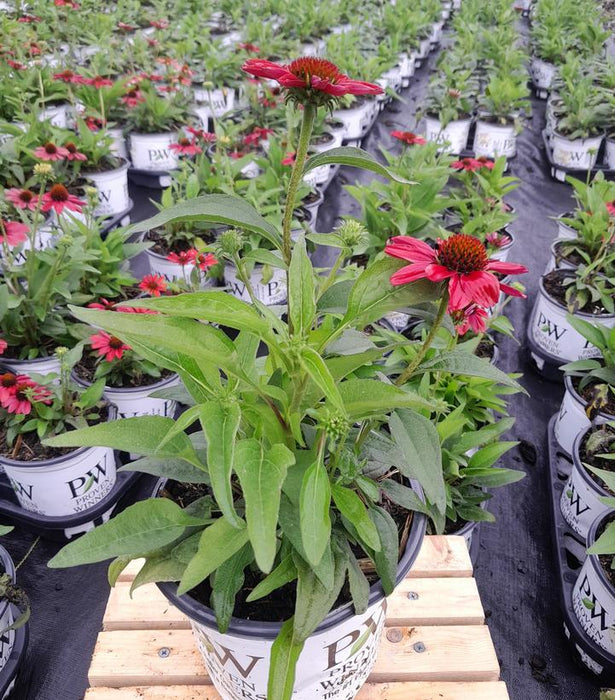 Color Coded® Frankly Scarlet Coneflower