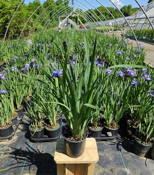 Cape Cod Boys Iris