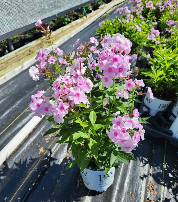 Luminary Opalescence Phlox