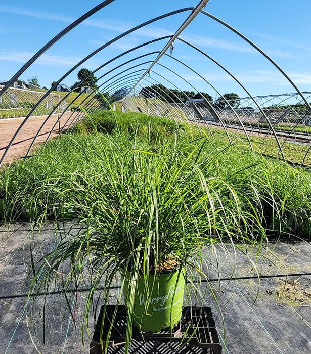 Cayenne Fountain Grass