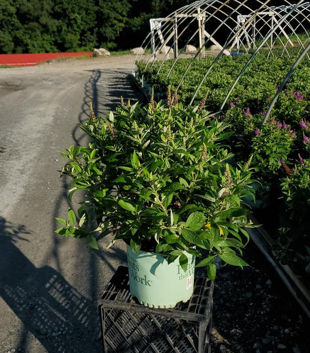 Dapper® Lavender Butterfly Bush