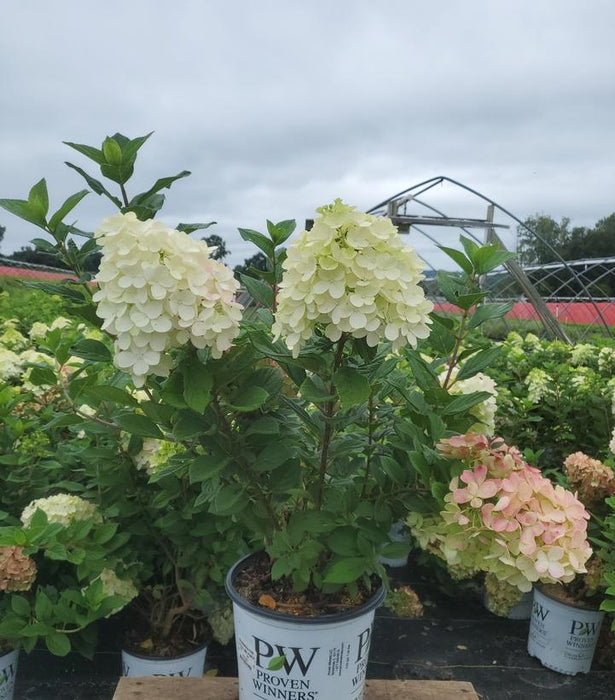 Little Lime Punch® Panicle Hydrangea